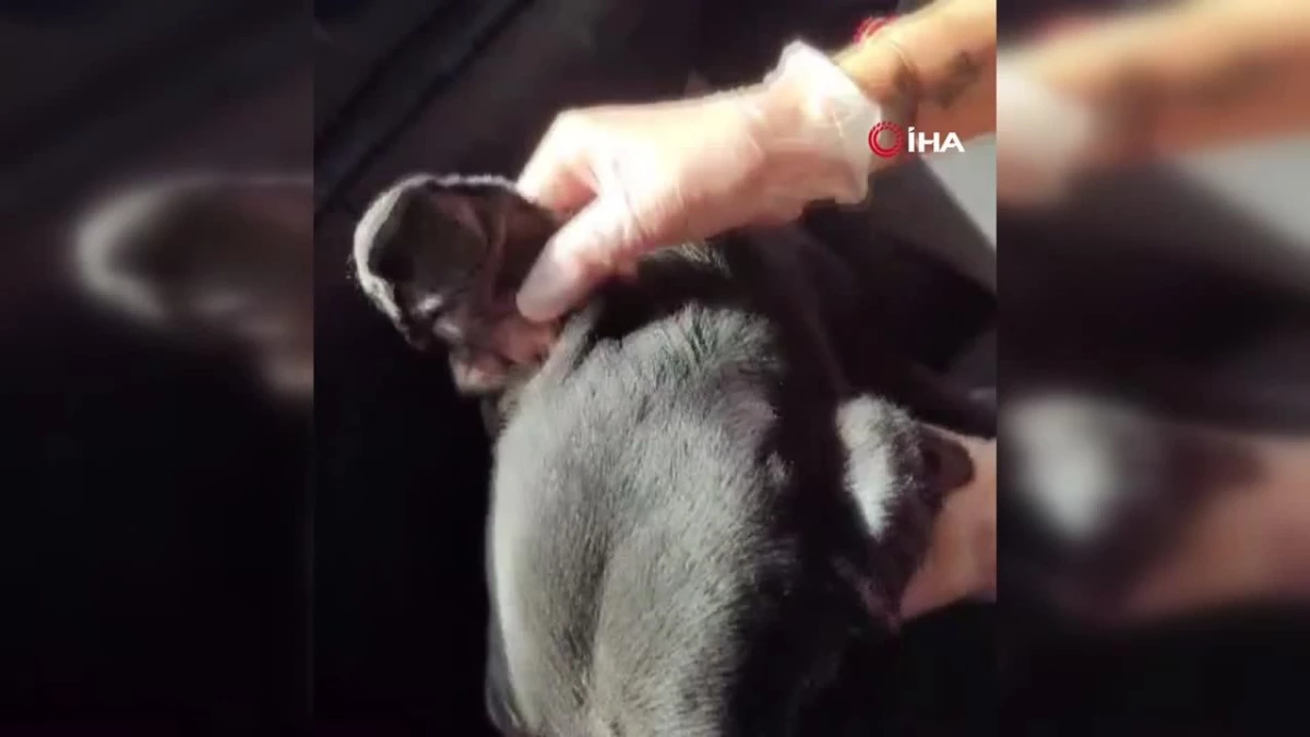 Tümör nedeniyle köpeğin kulağı ampute edildi