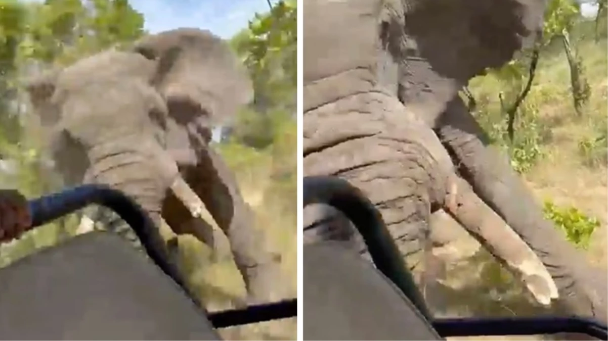 Zambiya'da safariye çıkan turistlere fil saldırdı: 80 yaşındaki kadın hayatını kaybetti